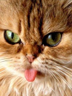 Other Wallpapers 0876